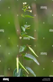 Attēlu rezultāti vaicājumam “Vincetoxicum hirundinaria fruit”