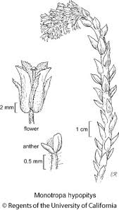 Attēlu rezultāti vaicājumam “Monotropa hypopitys”