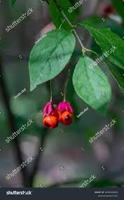 Attēlu rezultāti vaicājumam “Euonymus europaeus fruit”