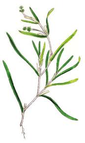 Attēlu rezultāti vaicājumam “Potamogeton compressus”