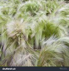 Attēlu rezultāti vaicājumam “Hordeum jubatum”