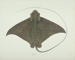 Image result for Aetobatus narinari