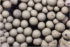 Attēlu rezultāti vaicājumam “Cribraria argillacea”