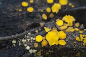 Attēlu rezultāti vaicājumam “Bisporella citrina”