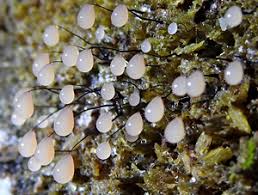 Attēlu rezultāti vaicājumam “Comatricha meandrispora macro”