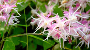 Attēlu rezultāti vaicājumam “Epimedium alpinum  flower”