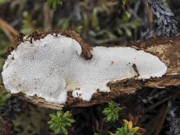 Attēlu rezultāti vaicājumam “Anomoporia bombycina”