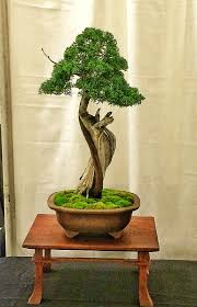Image result for parthenocissus bonsai