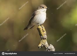 Attēlu rezultāti vaicājumam “Ficedula hypoleuca female”
