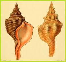 Image result for Triplofusus giganteus