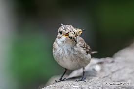 Attēlu rezultāti vaicājumam “Muscicapa striata juvenile”