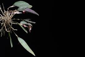 Attēlu rezultāti vaicājumam “Trichia longipalpis sessile”