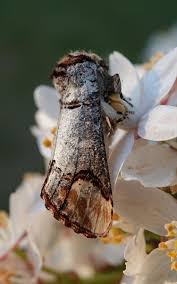 Attēlu rezultāti vaicājumam “Phalera bucephala”