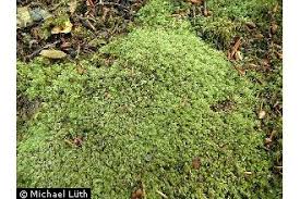 Attēlu rezultāti vaicājumam “Plagiothecium cavifolium”