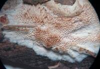 Attēlu rezultāti vaicājumam “Antrodia pulvinascens”