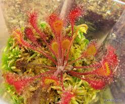 Attēlu rezultāti vaicājumam “Drosera x obovata leaf”