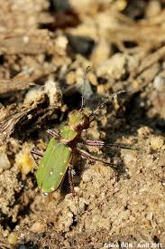 Attēlu rezultāti vaicājumam “Cicindela campestris imago”