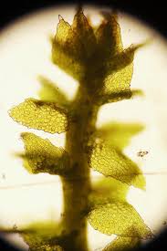 Attēlu rezultāti vaicājumam “Cephaloziella hampeana”