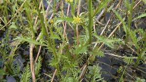 Attēlu rezultāti vaicājumam “Rorippa amphibia fruit”