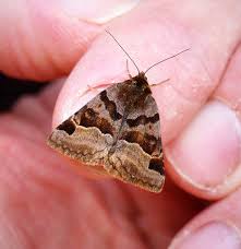 Attēlu rezultāti vaicājumam “Euclidia glyphica”