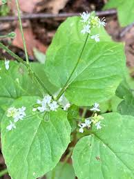 Attēlu rezultāti vaicājumam “Circaea alpina flower”