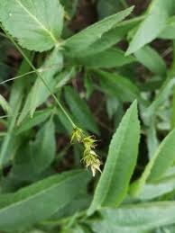 Attēlu rezultāti vaicājumam “Carex loliacea leaf”