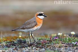 Image result for Charadrius mongolus