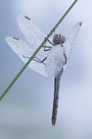 Attēlu rezultāti vaicājumam “Sympetrum danae”