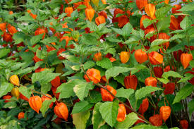 Image result for Lampionblume