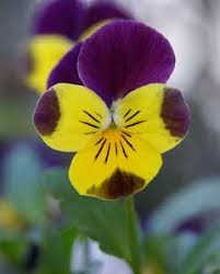 Attēlu rezultāti vaicājumam “Viola collina flower”