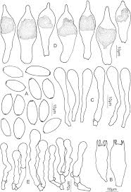 Attēlu rezultāti vaicājumam “Protostropharia alcis”