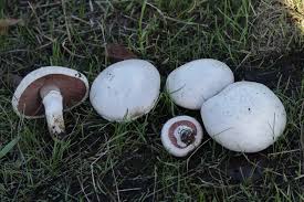 Attēlu rezultāti vaicājumam “Agaricus”