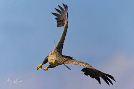 Attēlu rezultāti vaicājumam “Haliaeetus albicilla adult”