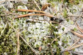 Attēlu rezultāti vaicājumam “Sebacina incrustans”