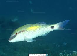 Image result for Parupeneus trifasciatus