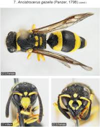 Attēlu rezultāti vaicājumam “Ancistrocerus sp. male”