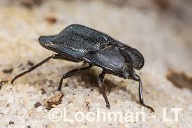 Attēlu rezultāti vaicājumam “Tenebrionidae”