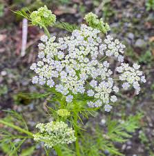 Attēlu rezultāti vaicājumam “Carum carvi leaf”