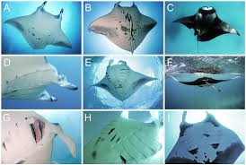 Image result for Mobula alfredi