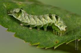 Attēlu rezultāti vaicājumam “Melanchra persicariae”