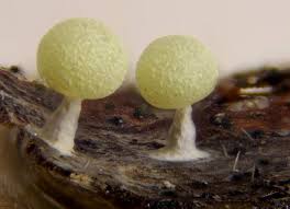 Attēlu rezultāti vaicājumam “Physarum bryomacrocarpum sessile”