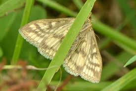 Attēlu rezultāti vaicājumam “Sitochroa verticalis”