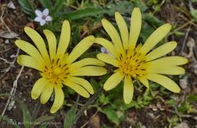 Attēlu rezultāti vaicājumam “Tragopogon heterospermus”