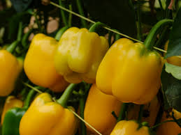 Afbeeldingsresultaat voor topepo giallo sweet pepper