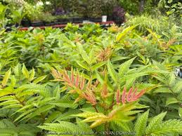 Attēlu rezultāti vaicājumam “Sorbaria sorbifolia”