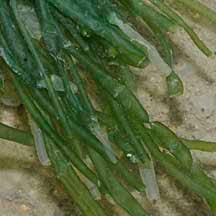 Attēlu rezultāti vaicājumam “Enteromorpha sp.”