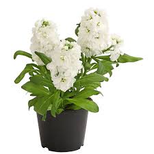 Image result for Levkoje