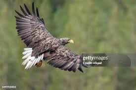 Image result for Haliaeetus albicilla
