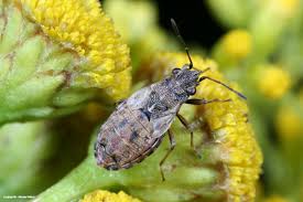 Attēlu rezultāti vaicājumam “Nithecus jacobaeae”