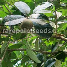 Attēlu rezultāti vaicājumam “Cinna latifolia fruit”